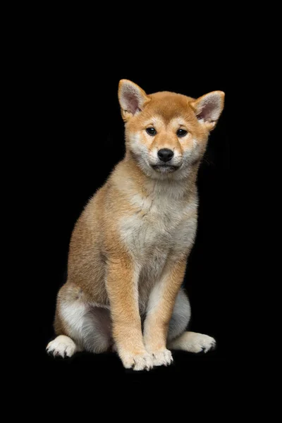 Bonito cachorro shiba inu — Fotografia de Stock