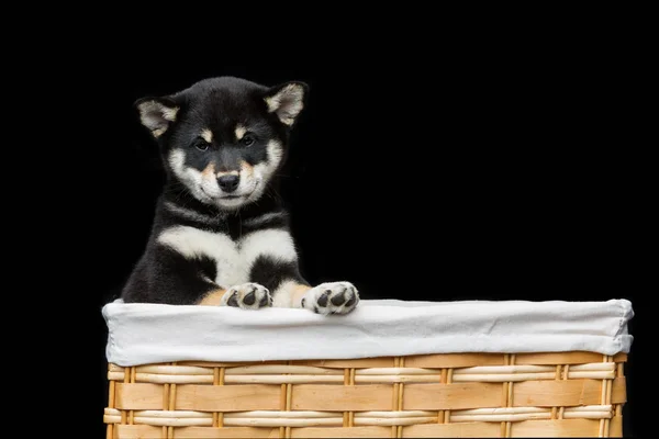 Piękny shiba inu szczeniak w koszyku — Zdjęcie stockowe