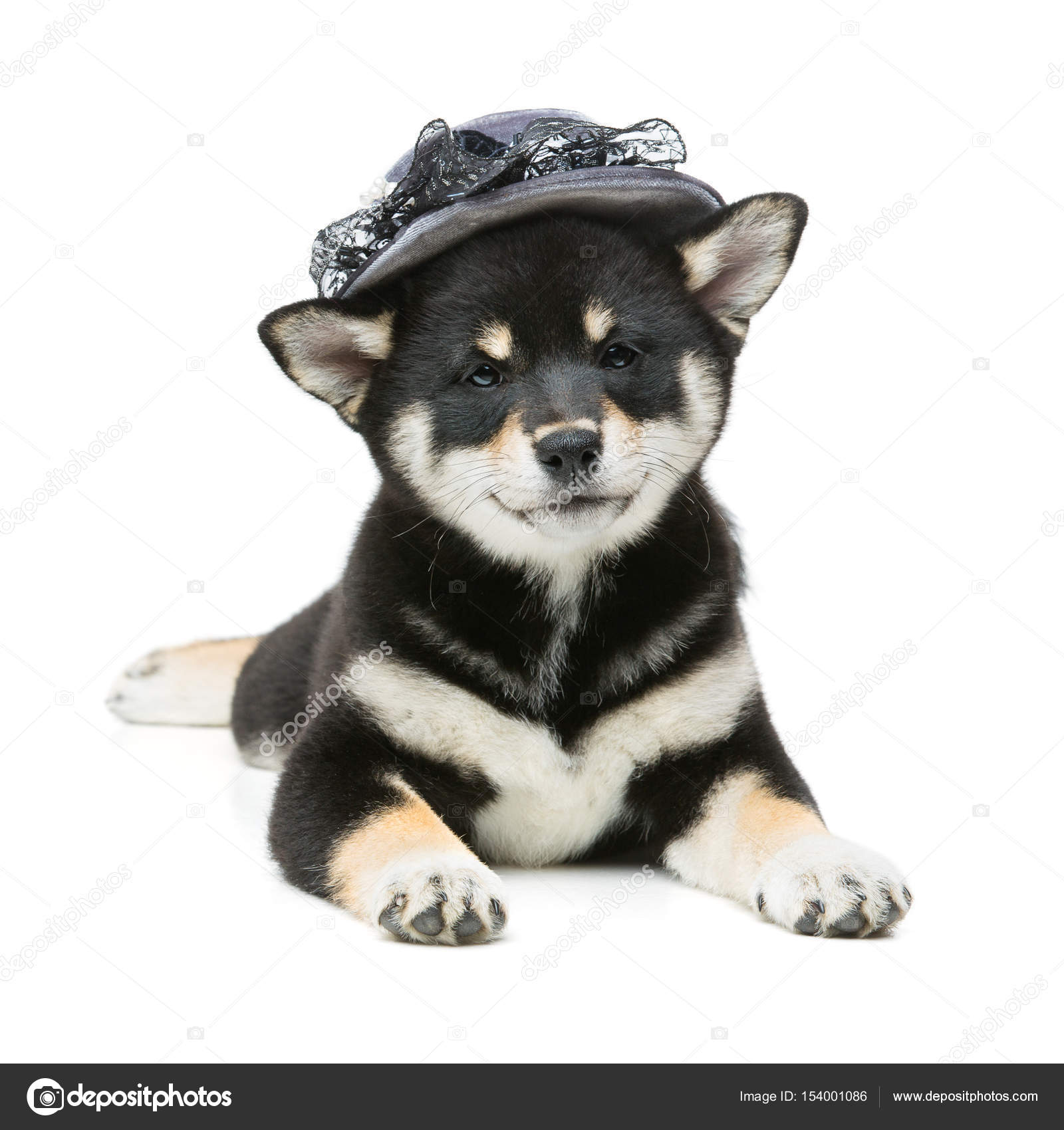 Grey shiba 2025