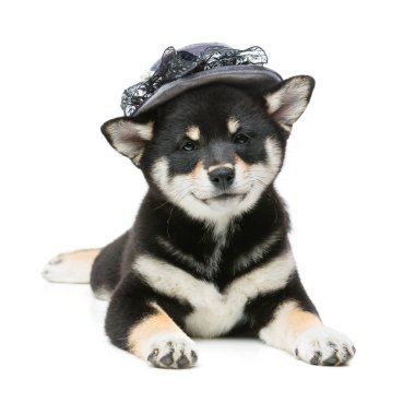 Gri şapkalı güzel shiba Inu köpek yavrusu
