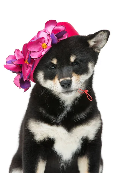 Pembe şapkalı güzel shiba Inu köpek yavrusu — Stok fotoğraf