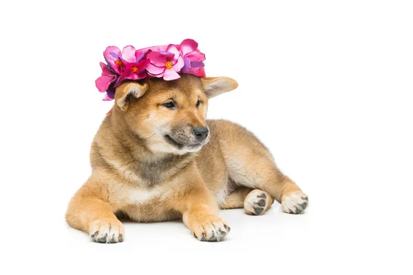 Schöner shiba inu Welpe mit rosa Hut — Stockfoto