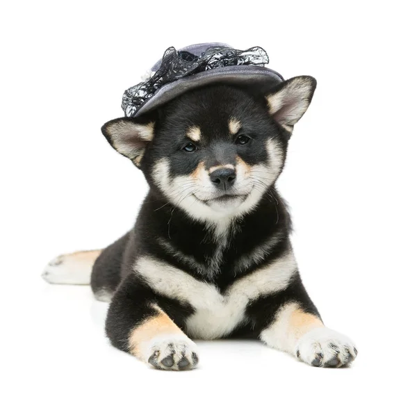 美丽 shiba inu 小狗在灰色的帽子 — 图库照片