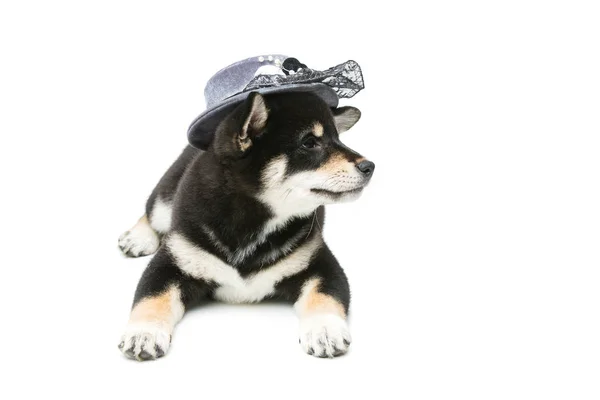Gri şapkalı güzel shiba Inu köpek yavrusu — Stok fotoğraf