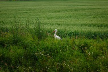 Çim sahası üzerinde leylek duran