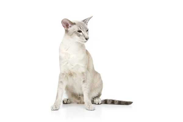 Beautiful oriental siam cat — Stock Photo, Image