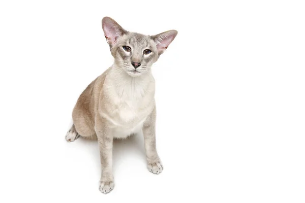 Bonito siam oriental gato — Fotografia de Stock