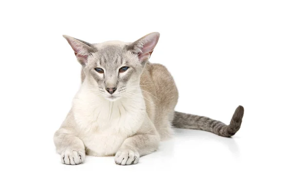 아름 다운 동양 시암 고양이 — 스톡 사진