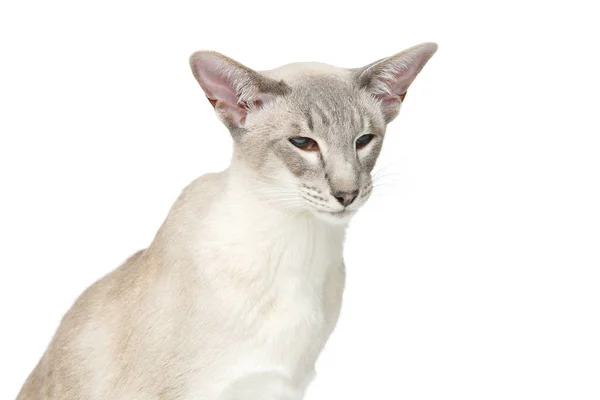 아름 다운 동양 시암 고양이 — 스톡 사진