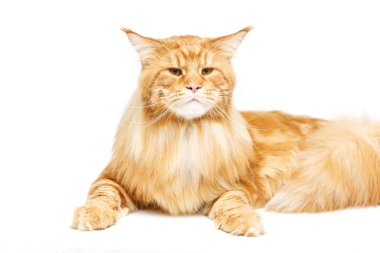 Güzel Maine Rakun Kedisi