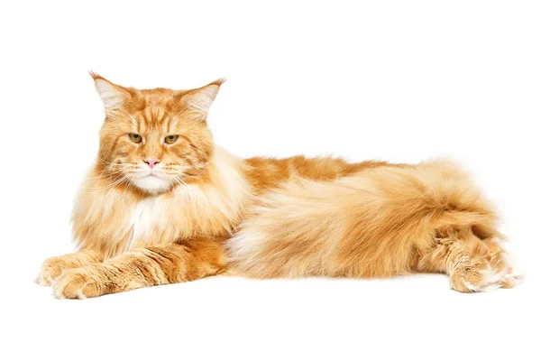 สวยงาม maine coon แมว — ภาพถ่ายสต็อก