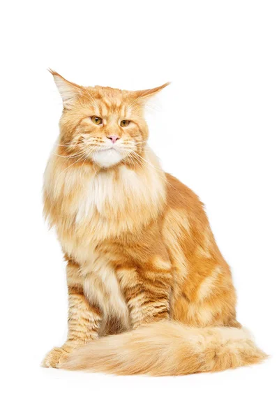 Hermoso Maine Coon gato — Foto de Stock