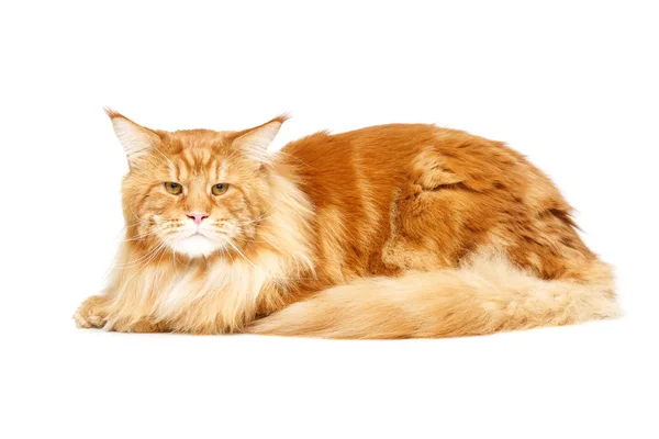 Красива котяча кунжутна кішка — стокове фото