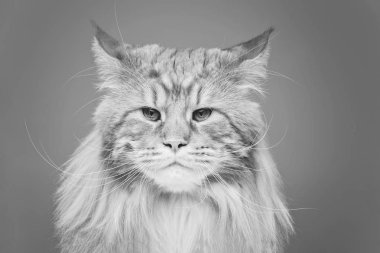 Güzel Maine Rakun Kedisi