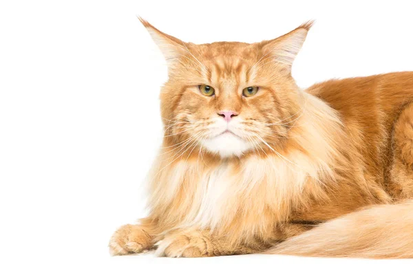아름다운 메인 코온 고양이 — 스톡 사진