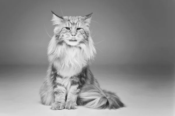 Mooie Maine Coon kat — Stockfoto