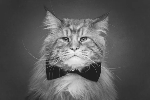 Vacker maine coon katt med fluga — Stockfoto