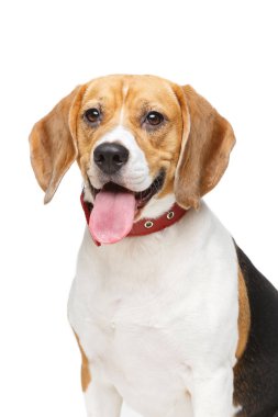 Güzel av köpeği beyazı izole etmiş.