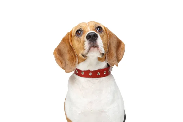 Hermoso perro beagle aislado en blanco — Foto de Stock