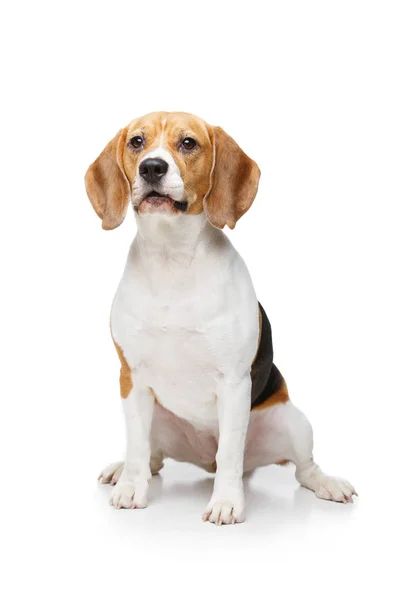 Belo cão beagle isolado no branco — Fotografia de Stock