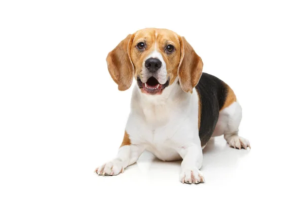 Schöner Beagle Hund isoliert auf weiß — Stockfoto