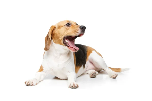 Hermoso perro beagle aislado en blanco —  Fotos de Stock