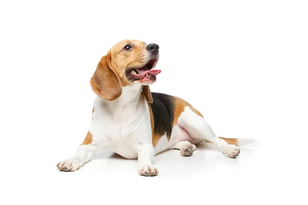 Beautiful beagle dog isolated on white — Stock Photo, Image