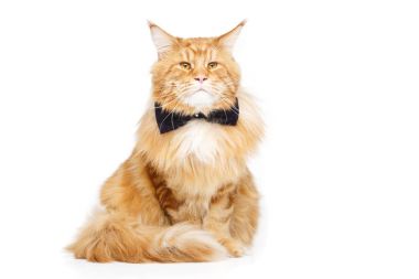 Papyon ile güzel maine coon kedi