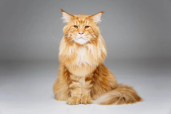 Hermoso Maine Coon gato —  Fotos de Stock