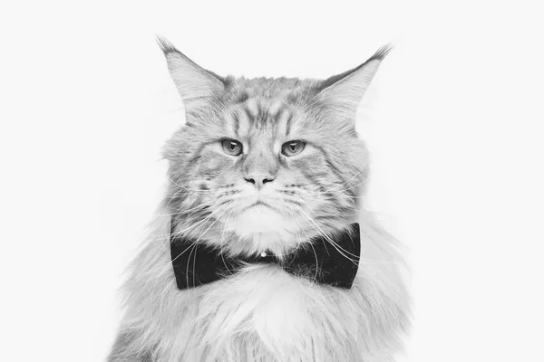 Hermoso maine coon gato con pajarita — Foto de Stock