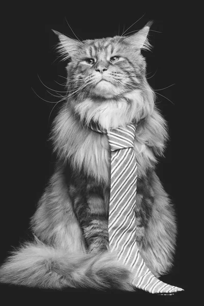 Krásná Mainská mývalí kočka s kravatou mužem — Stock fotografie