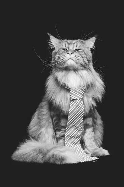 Krásná Mainská mývalí kočka s kravatou mužem — Stock fotografie