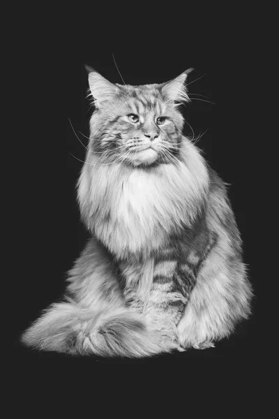 Schöne Maine Coon Katze — Stockfoto