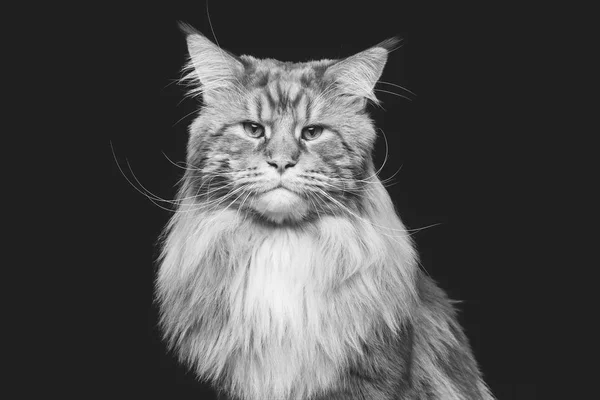 สวยงาม maine coon แมว — ภาพถ่ายสต็อก