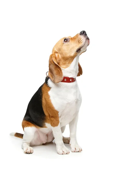 Hermoso perro beagle aislado en blanco —  Fotos de Stock