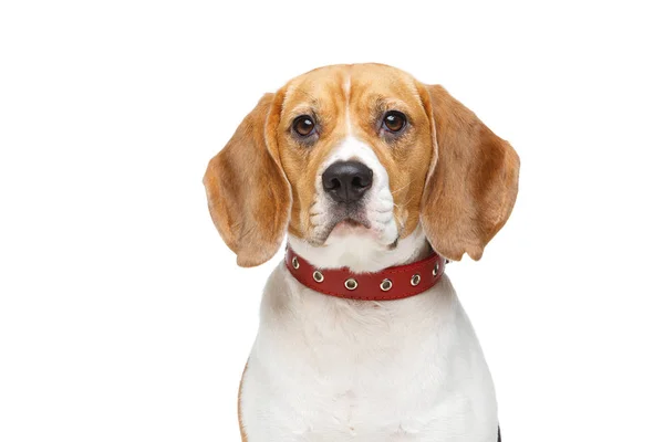Hermoso perro beagle aislado en blanco —  Fotos de Stock