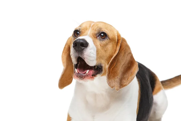 Hermoso perro beagle aislado en blanco — Foto de Stock