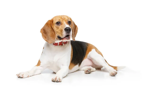 Beautiful beagle dog isolated on white — Stock Photo, Image
