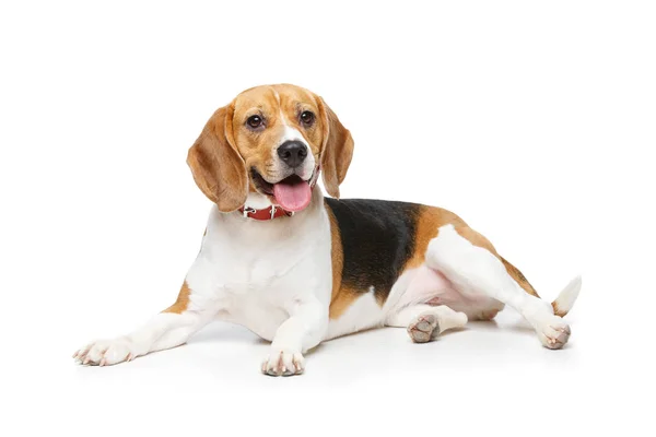 Güzel av köpeği beyazı izole etmiş.
