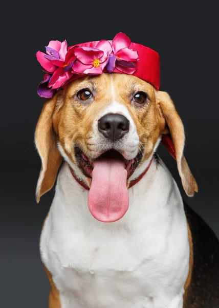 Prachtige beagle hond in roze hoed — Stockfoto