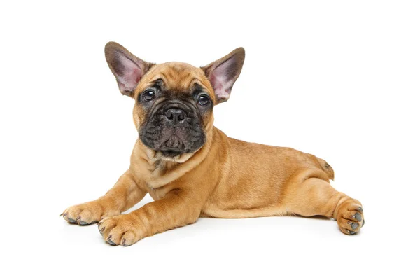 Cachorrinho bulldog francês bonito — Fotografia de Stock