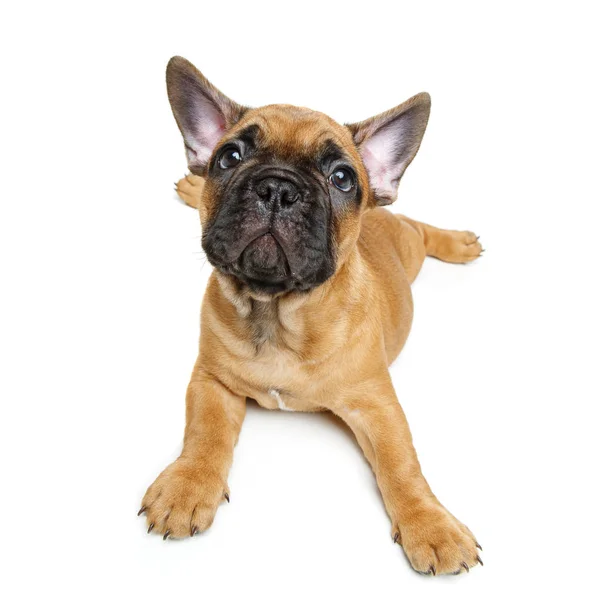 Lindo bulldog francés cachorro —  Fotos de Stock