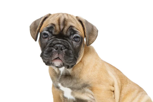 Aranyos francia bulldog kiskutya — Stock Fotó
