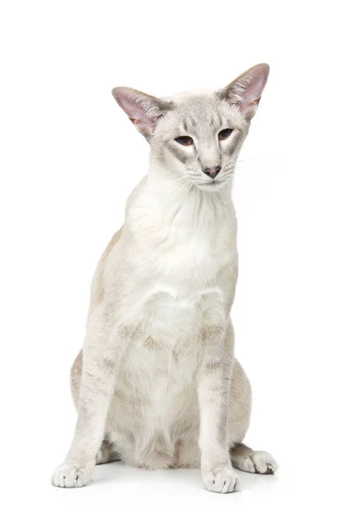 Orientalische Siam-Katze — Stockfoto