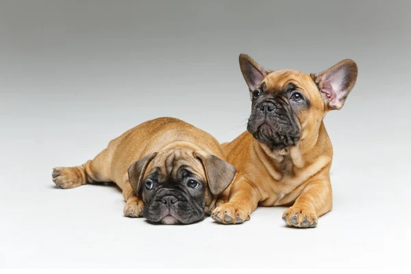 Bulldog francés cachorros — Foto de Stock