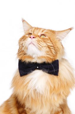 papyon ile Maine coon kedi