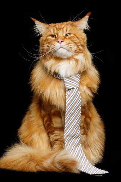 Мейн Кун Кот с мужским галстуком — стоковое фото