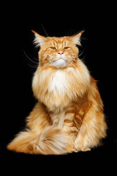 Beautiful maine coon cat — Stock Photo, Image