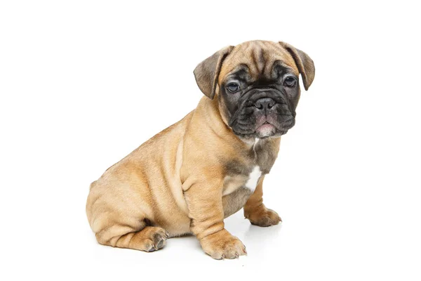 Franse bulldog puppy — Stockfoto