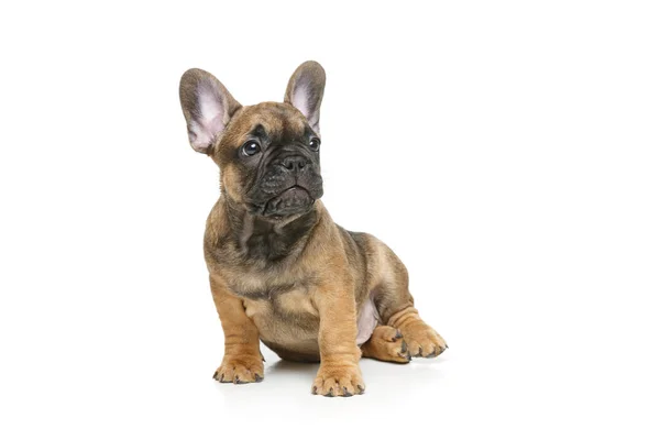 Cachorrinho de bulldog francês — Fotografia de Stock